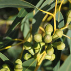 SKLEER contains Eucalyptus Oil